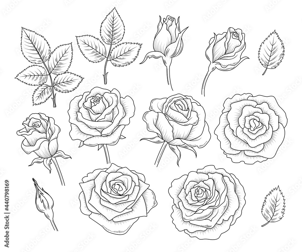 rose outline vector