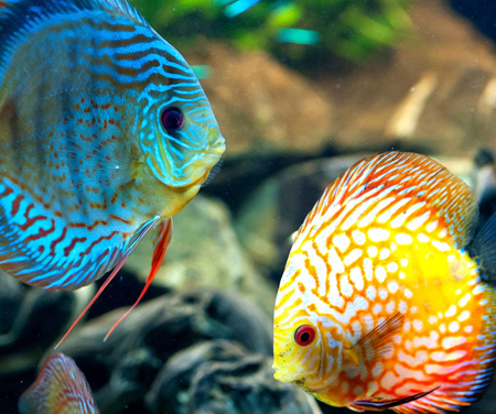 best place to buy discus fish online