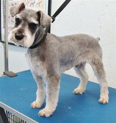 corte de schnauzer hembra