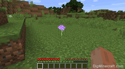 allium minecraft