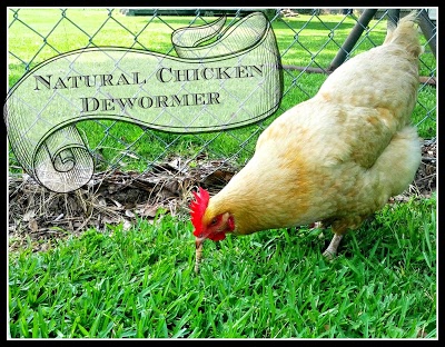 natural dewormer for chickens