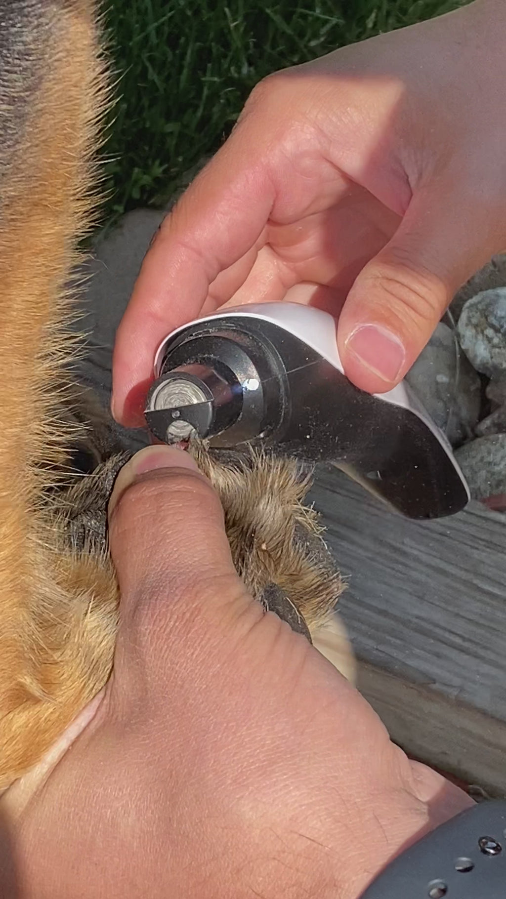 dog nail grinders