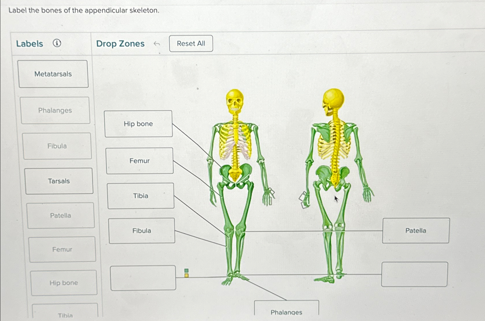 label the parts of the skeleton chegg