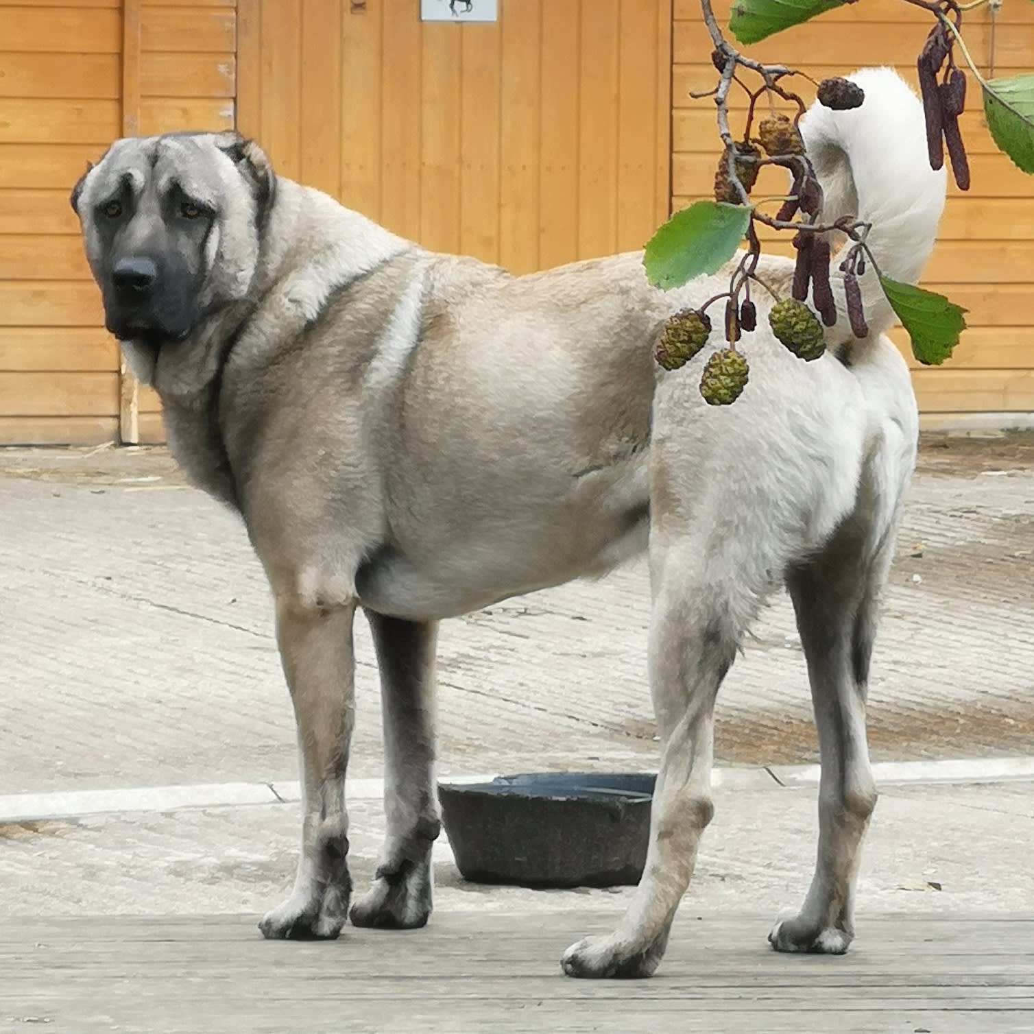 turkish kangal for sale uk