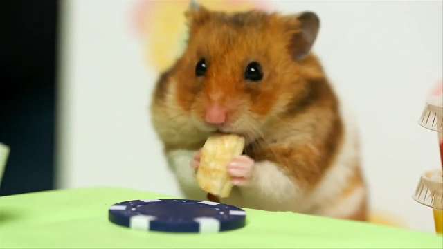 hamster hot video