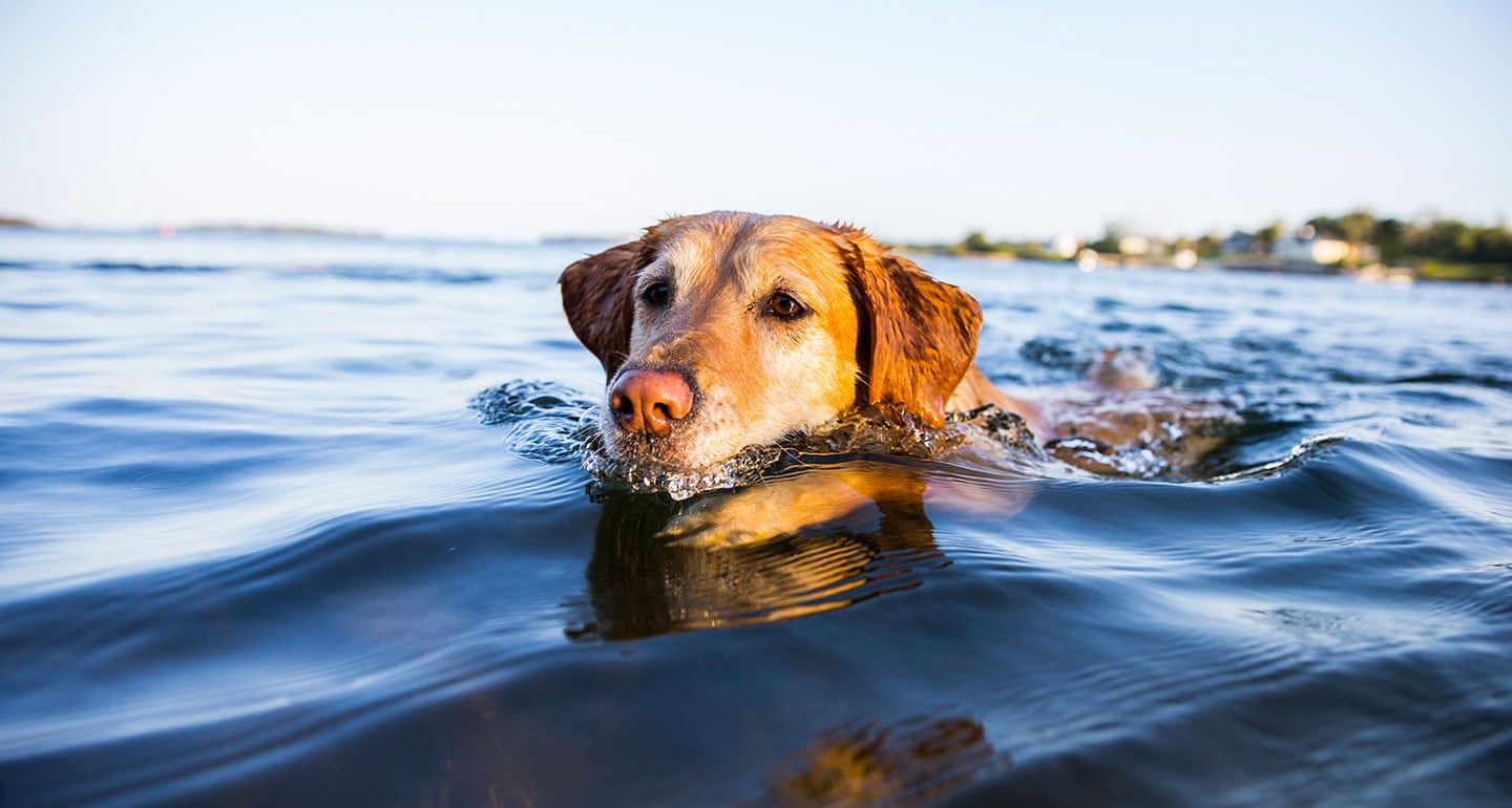 dog sneezing after swimming