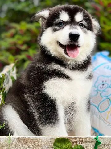 husky siberiano baby