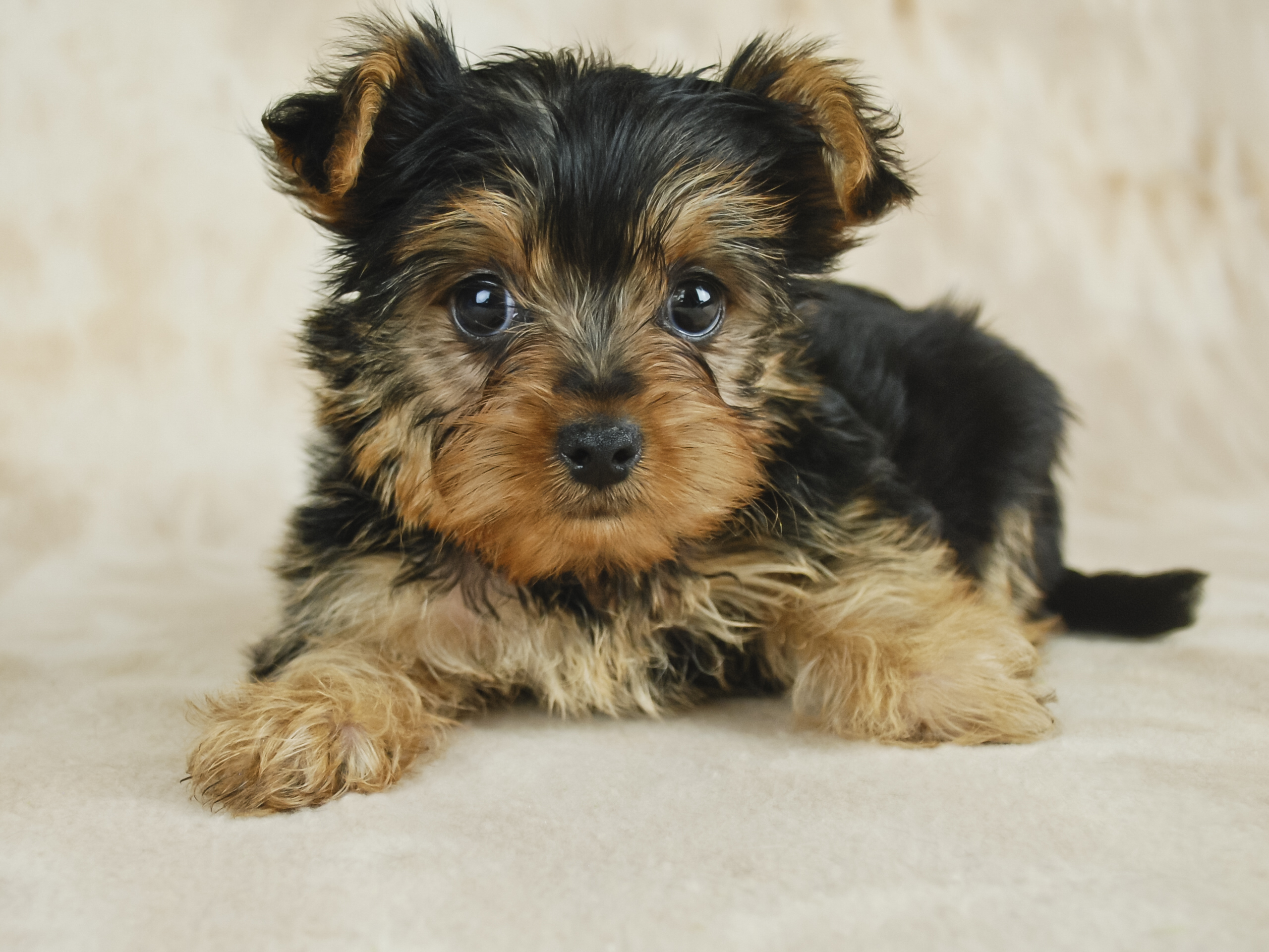 teacup yorkshire terrier