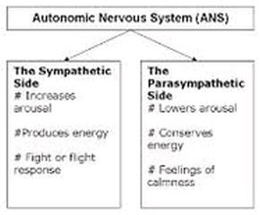 parasympathetic meaning in tamil