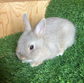 netherland dwarf for sale near me