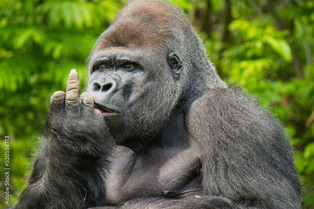 silly gorilla pictures