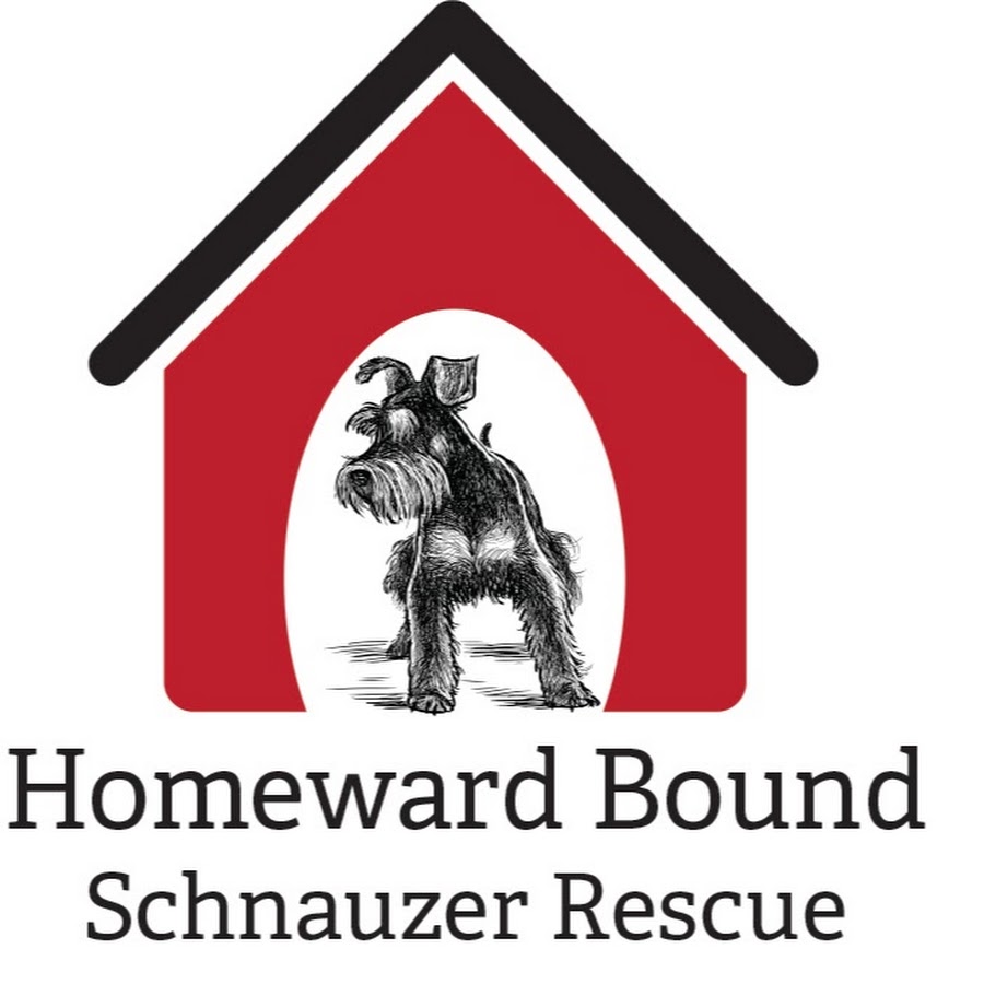 homeward bound schnauzer rescue