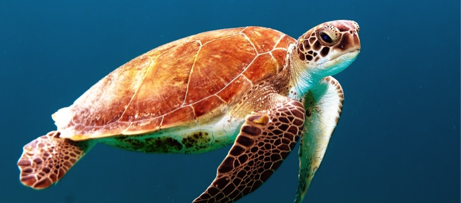 cute pictures of turtles