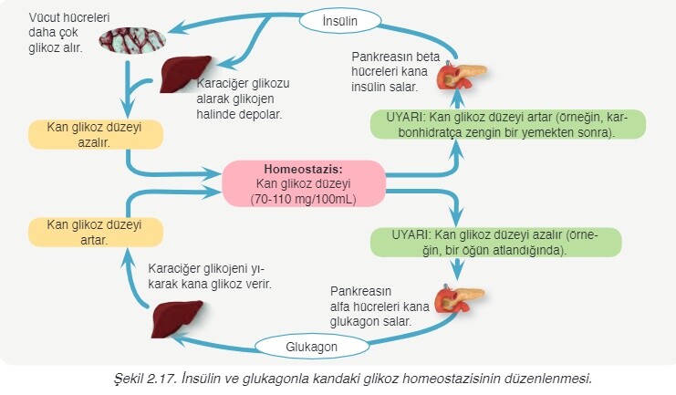 homeostasis örnekleri