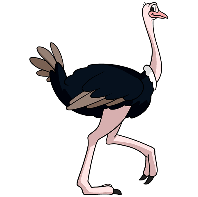 how to draw an ostrich