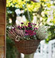 hanging baskets homebase