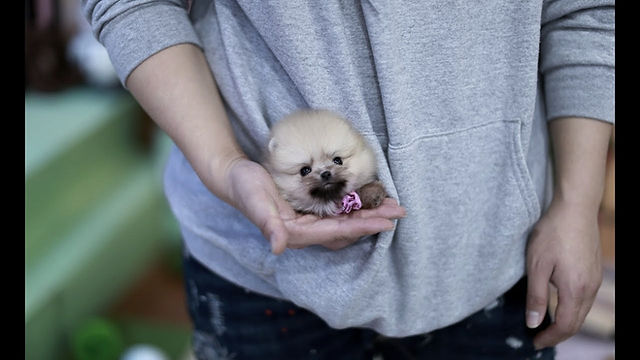 perro de bolsillo precio