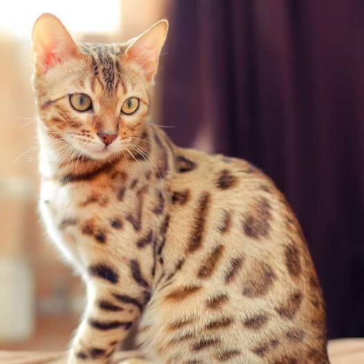 pictures of bengal kittens