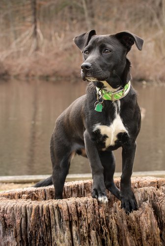 labrador chihuahua mix