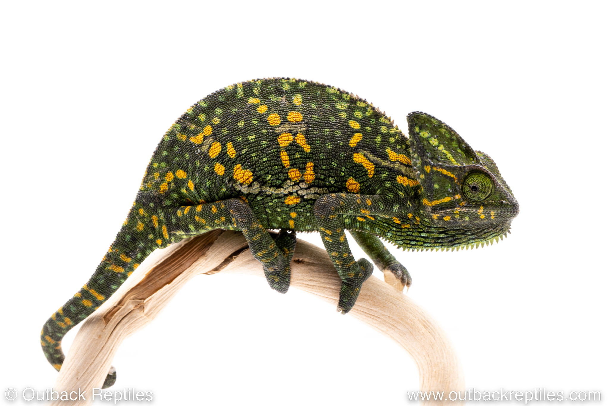 chameleon reptile for sale