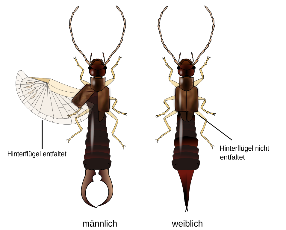 earwig diagram