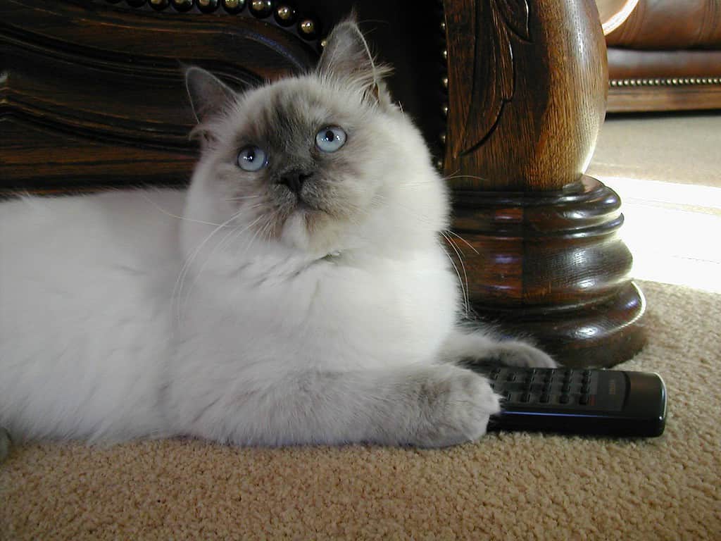 rarest ragdoll color