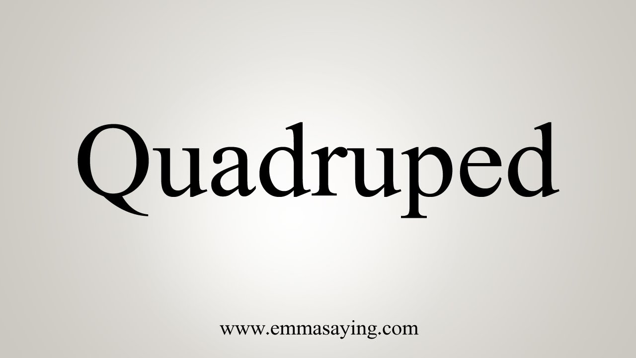 quadruped pronunciation