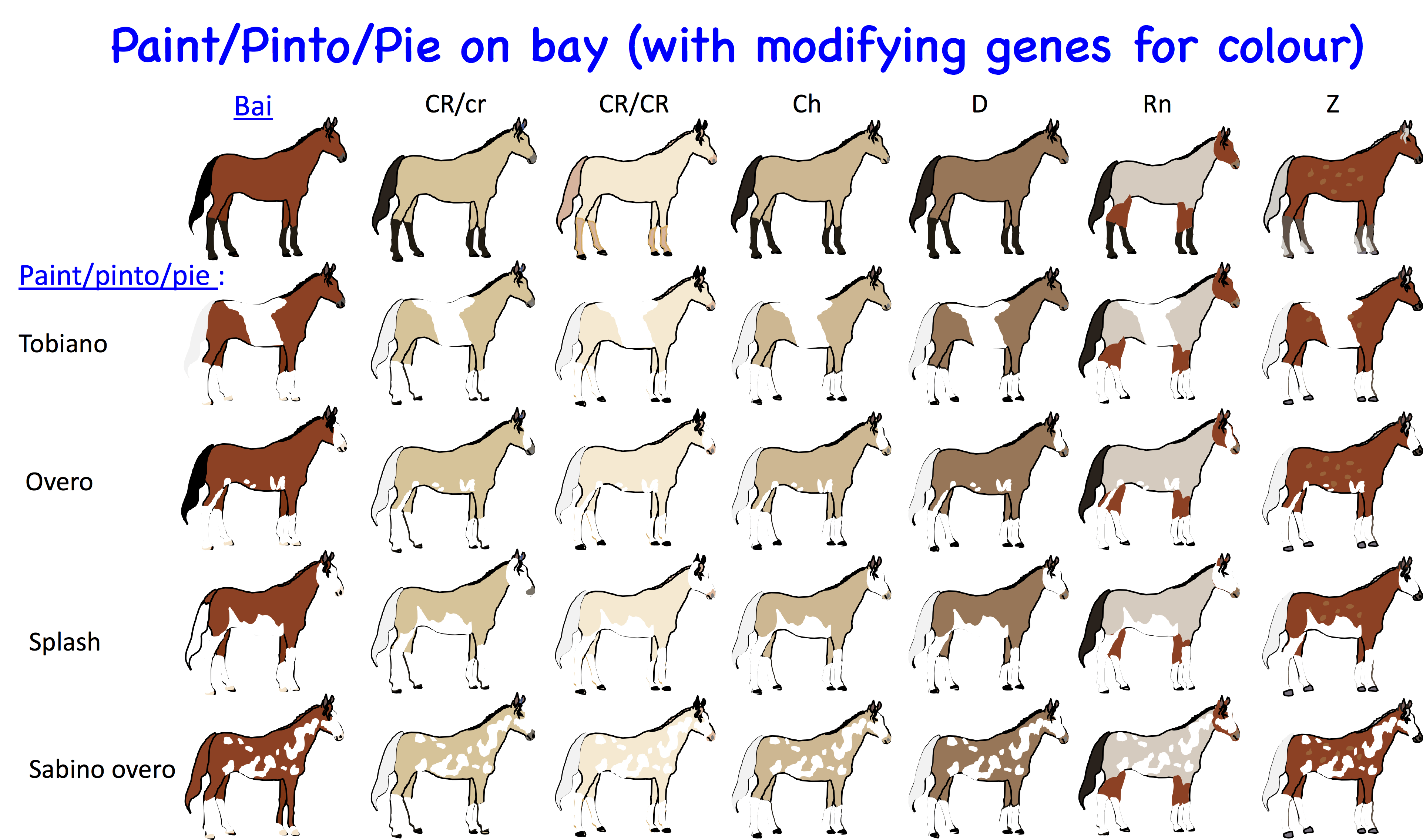 foal colour calculator