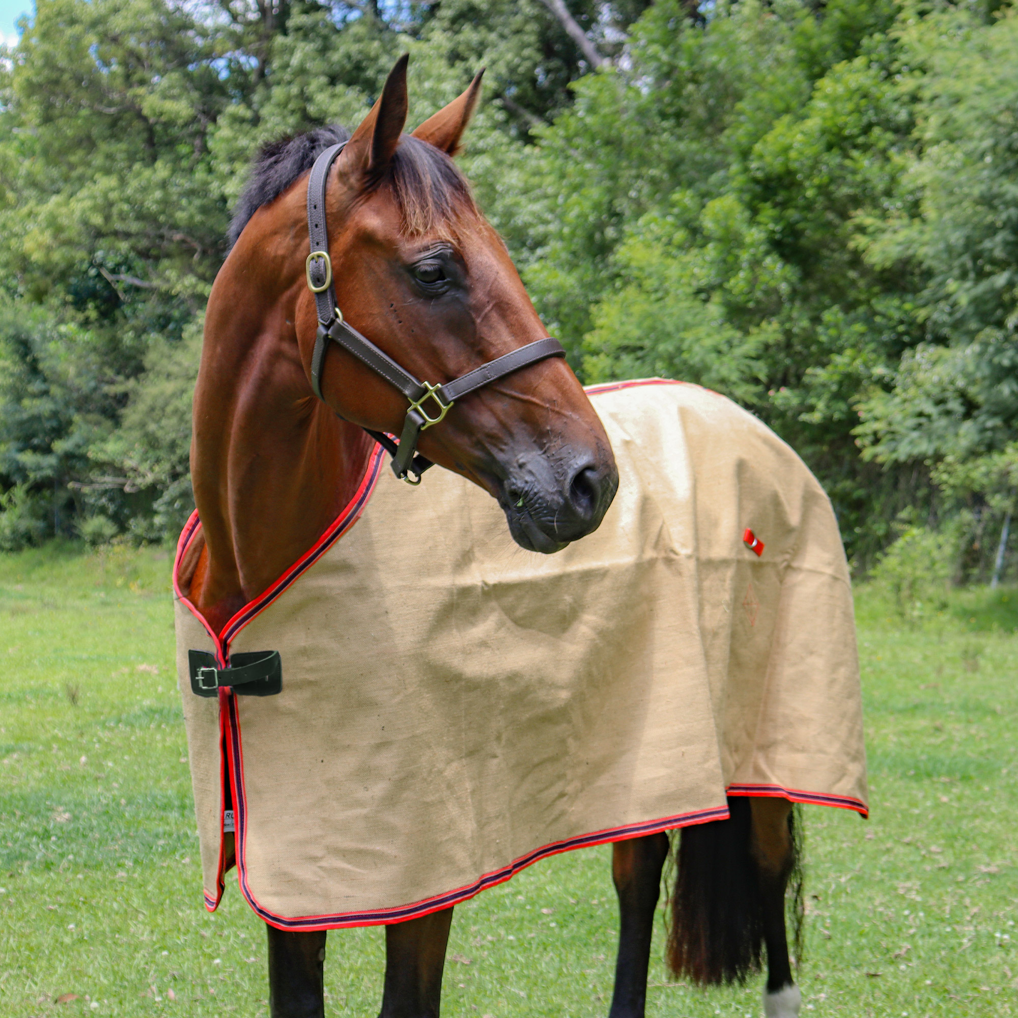 jute horse rugs