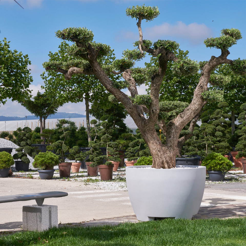 giant planters for trees