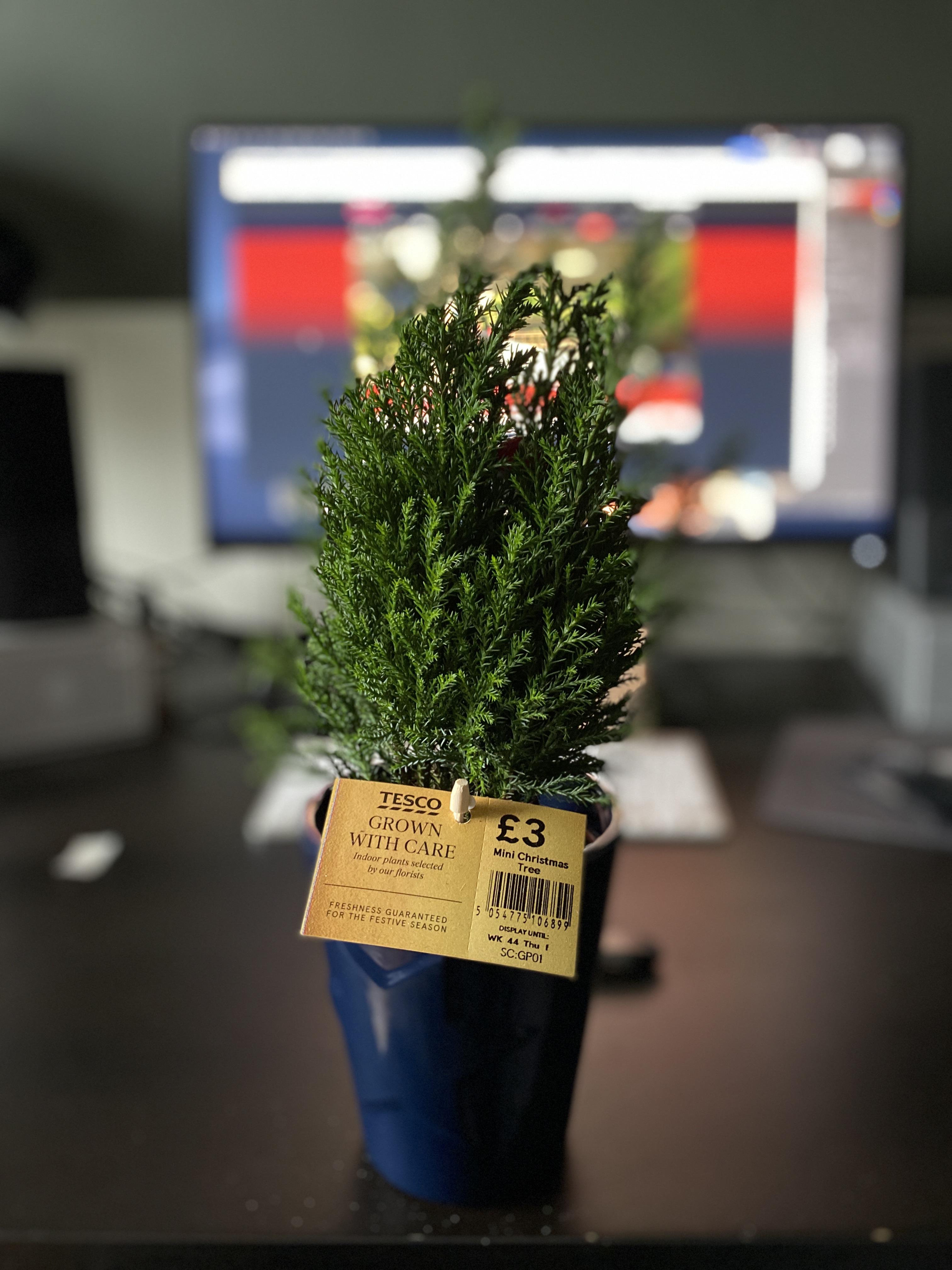 potted christmas tree tesco