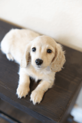 cream long haired dachshund puppies for sale