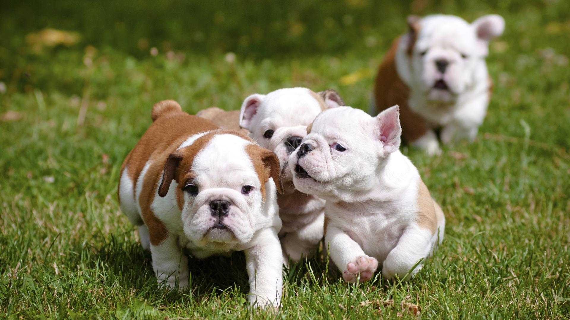 english bull dog puppies