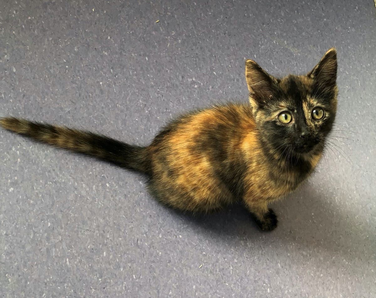 tortoiseshell cat for adoption near me