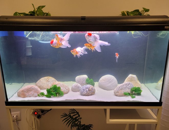 dimensions of 50 gallon fish tank