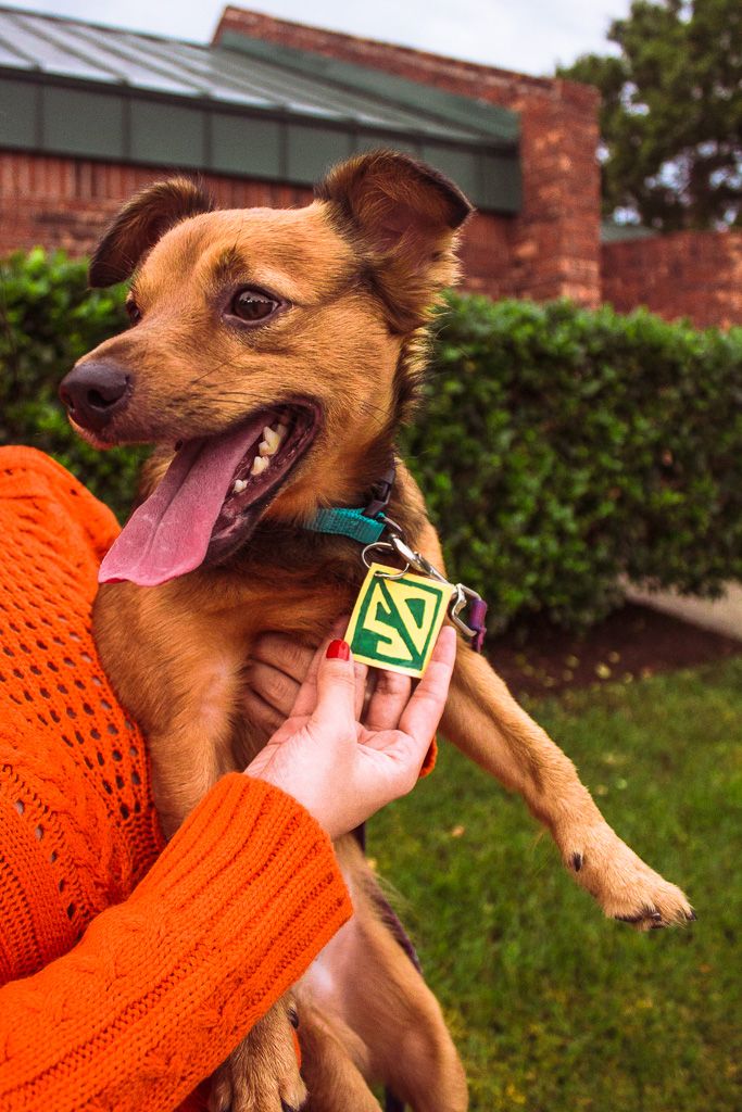 scooby doo dog costume