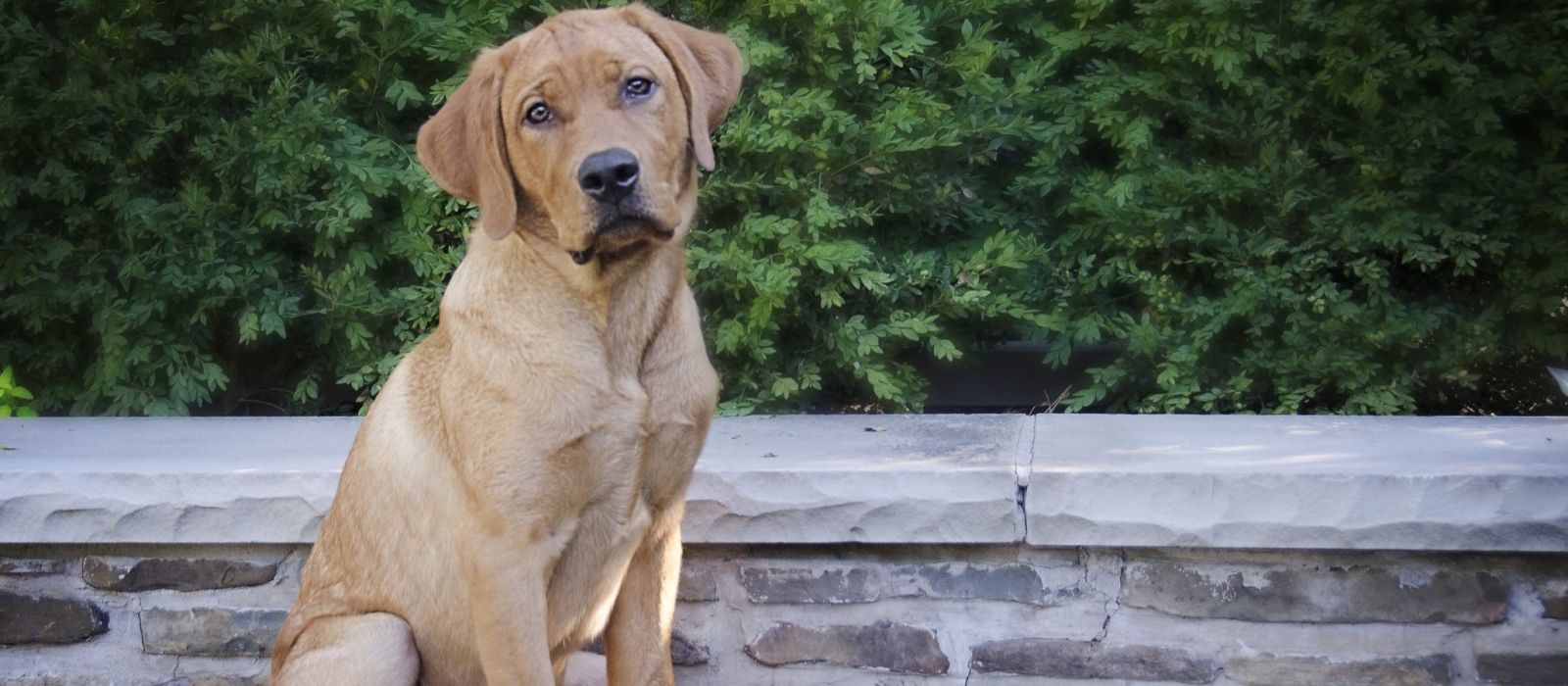 fox red lab puppies for sale in ny