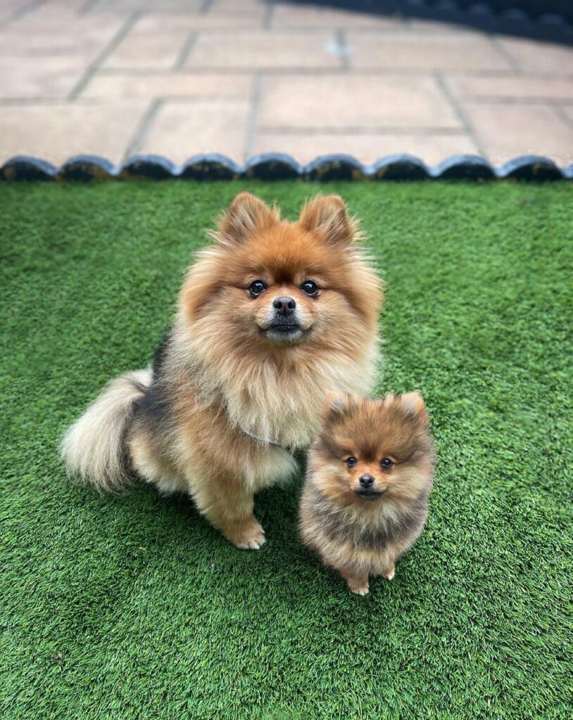 brown pomeranian dog price