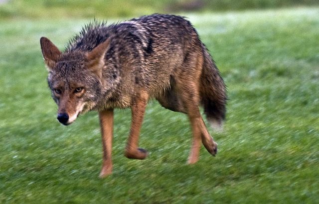 san bernardino coyotes