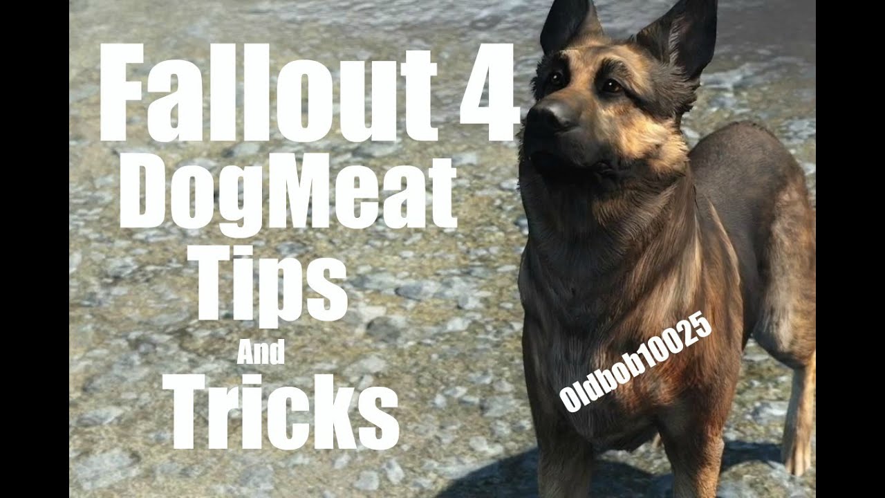 how to heal dogmeat fallout 4