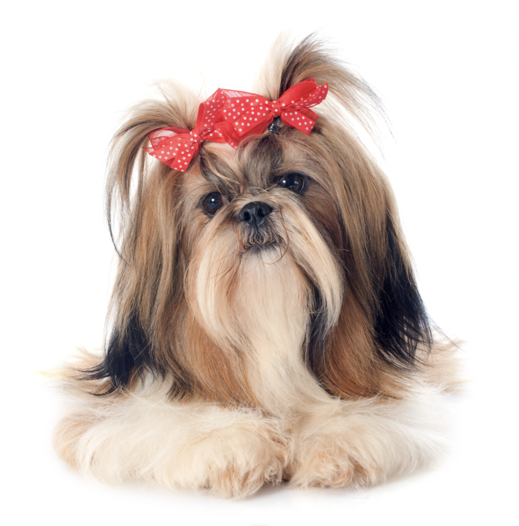 are shih tzu dogs hypoallergenic