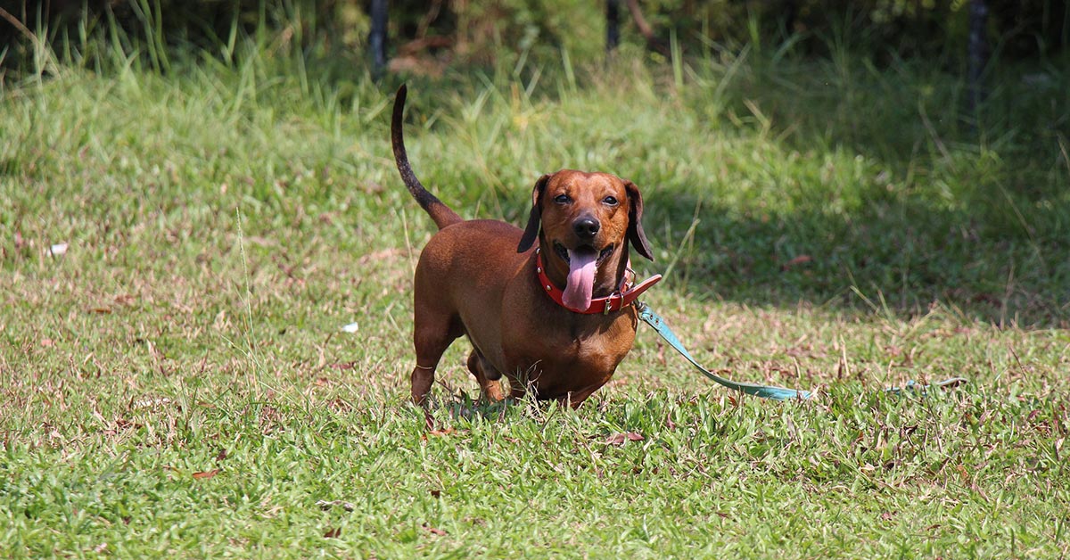 doxies for adoption