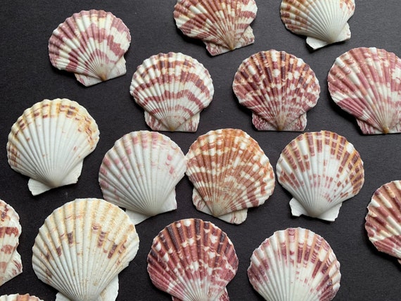 pic of seashells