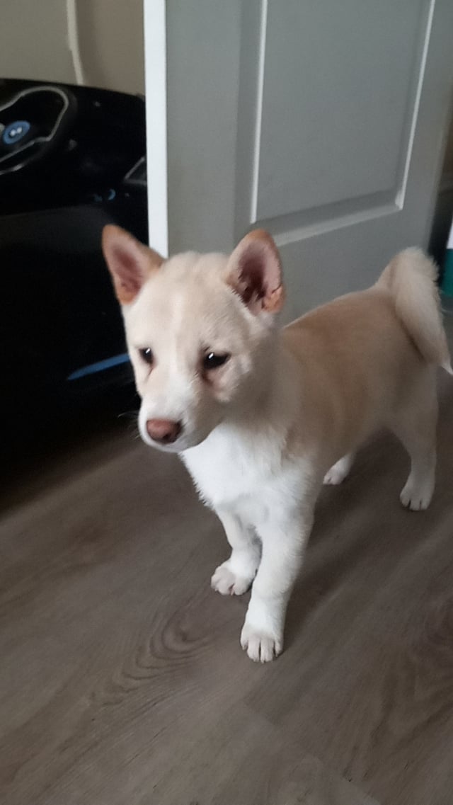 cream colored shiba inu