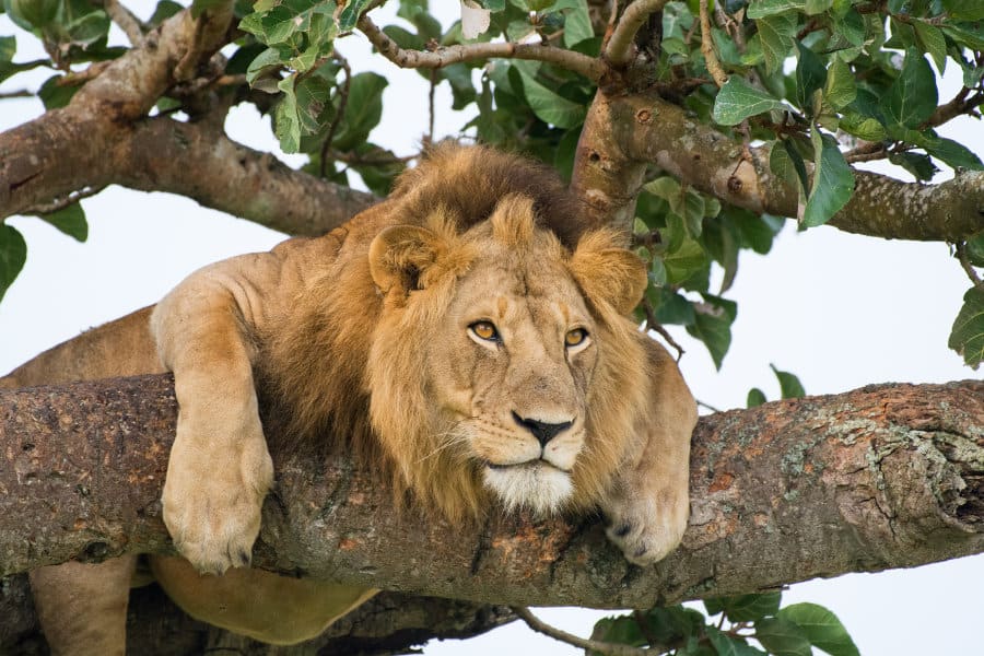 can lions climb trees