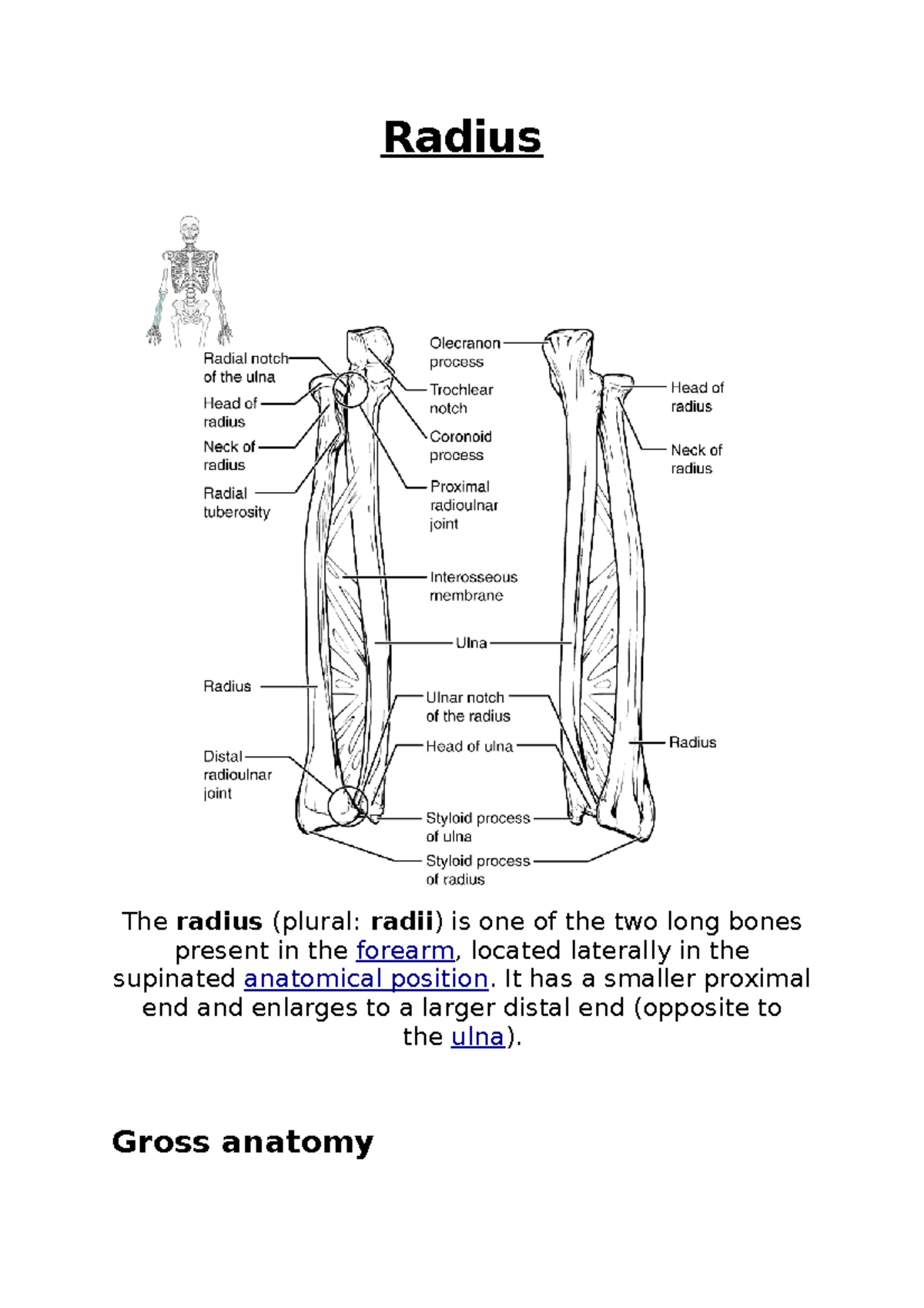 plural of radius bone