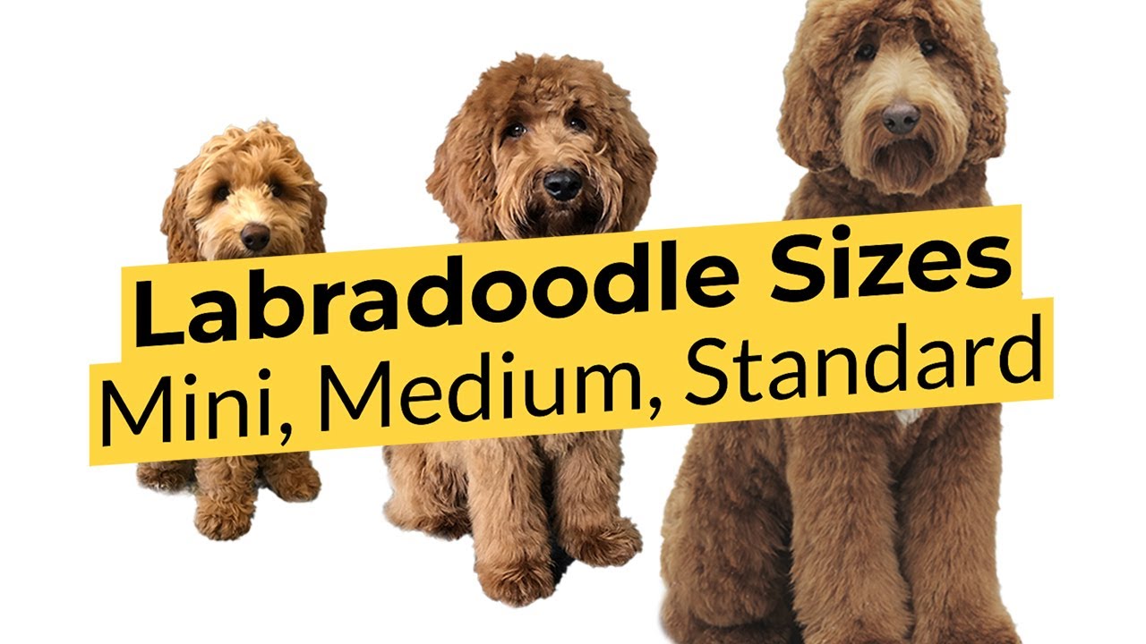 size of miniature labradoodle