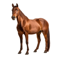 transparent horse png