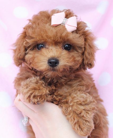 toy poodle puppy