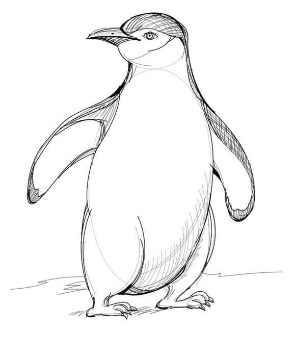 penguin pictures drawing